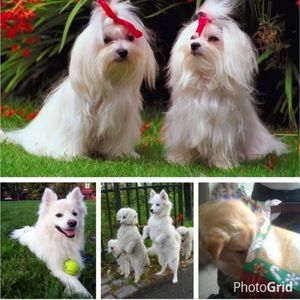 Meet your Posher, Chasity